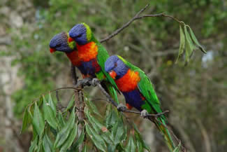 Regenbooglori - Trichoglossus haematodus haematodus